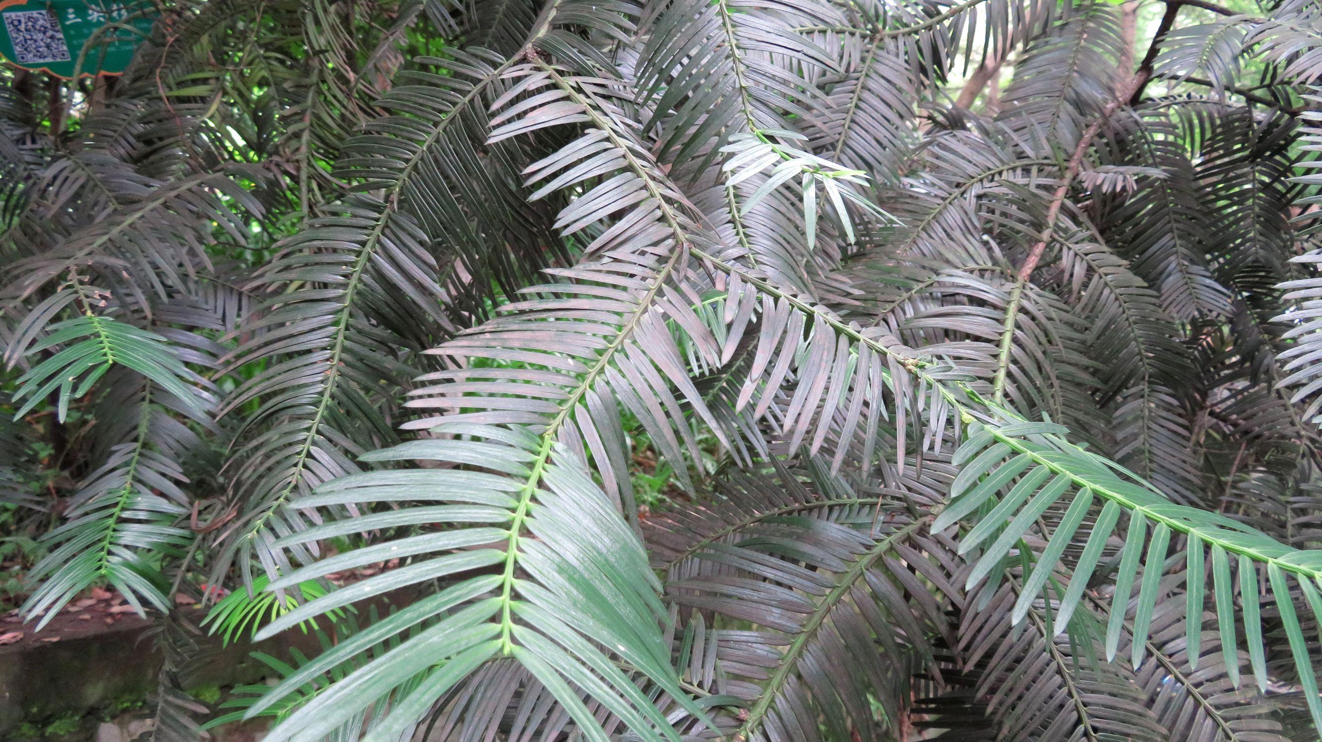 种子资源，丰富多样，潜力无限-构建可持续的农业种植模式，种子资源的重要性  第1张