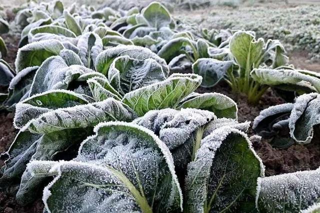 全植物九九九九九级零温度，零冷却，绿色生命在其中绽放