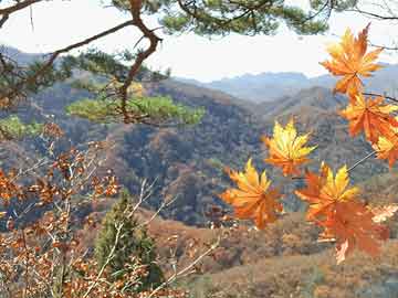 奔驰、宝马合资品牌在上海成立新公司|界面新闻 · 快讯