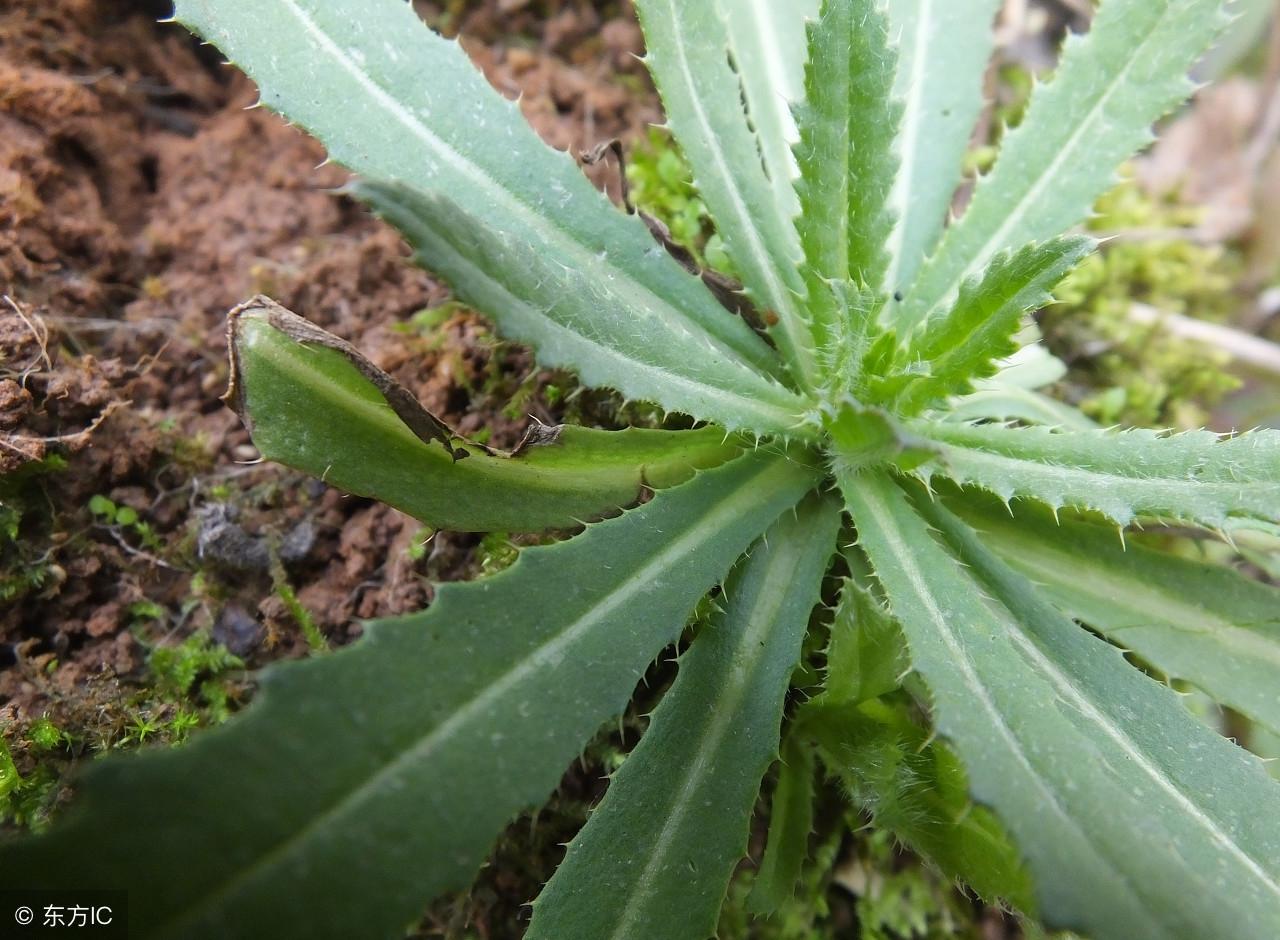 植物大战僵尸无名版，探索无尽的世界-